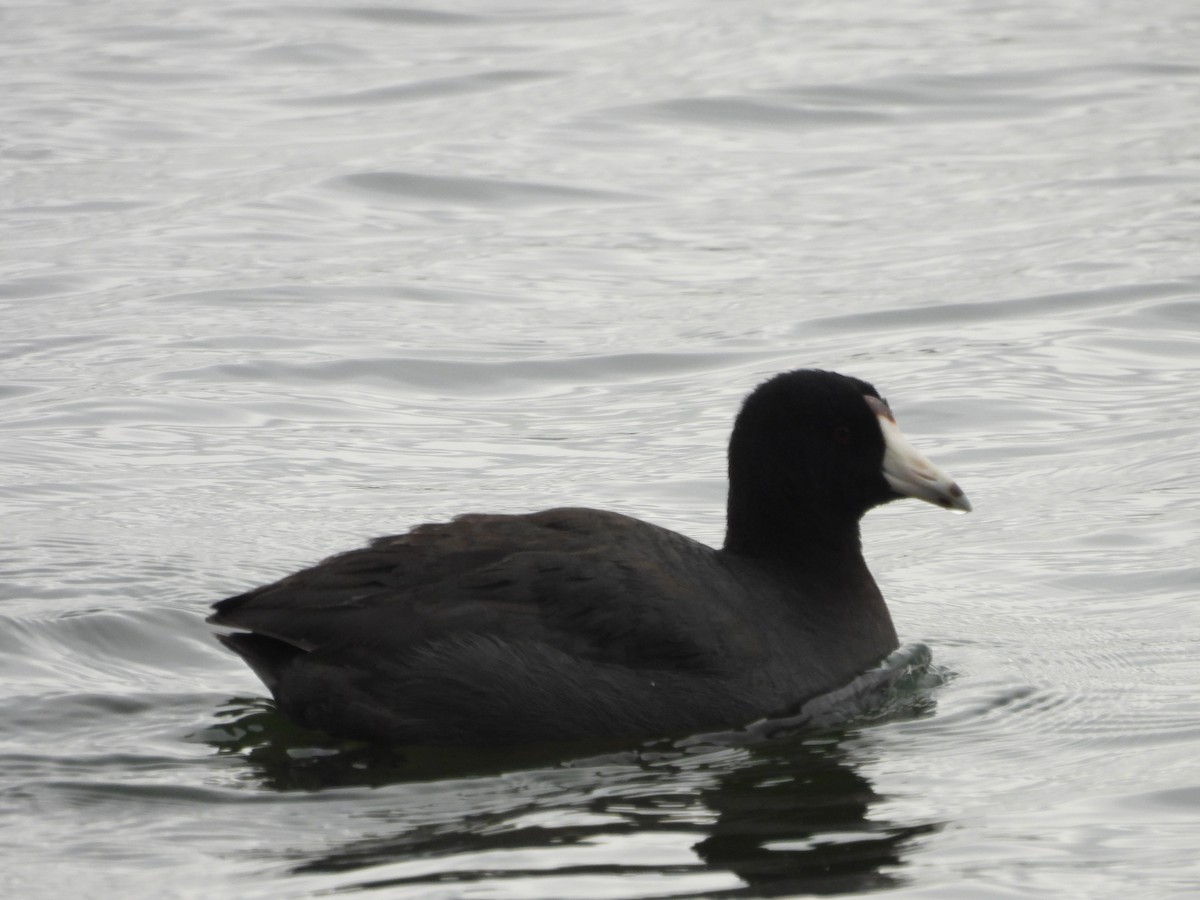 American Coot - Paolo Matteucci