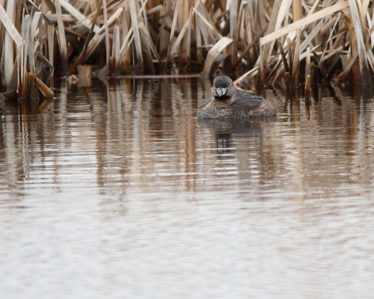Pied-billed Grebe - ML617758678