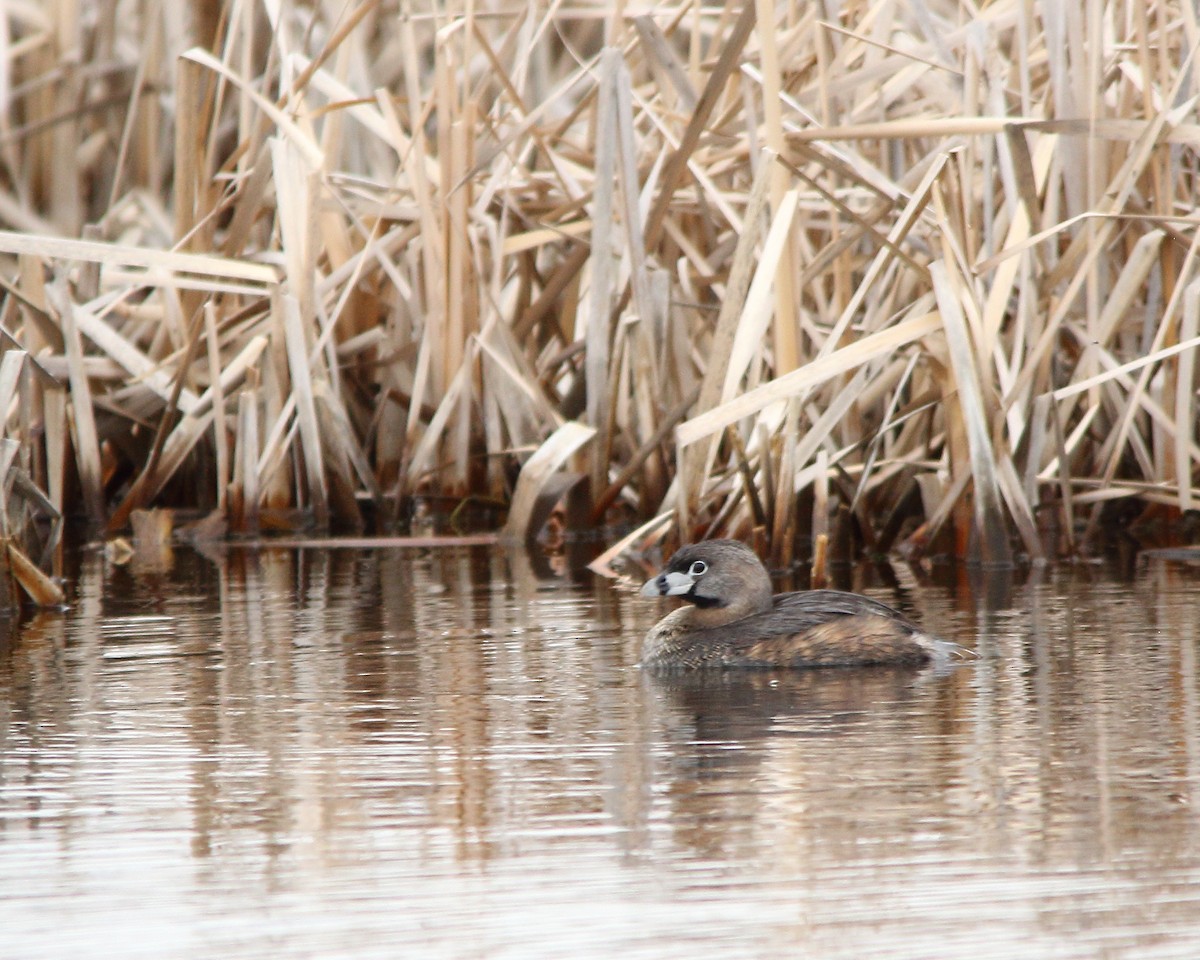 Pied-billed Grebe - ML617758681