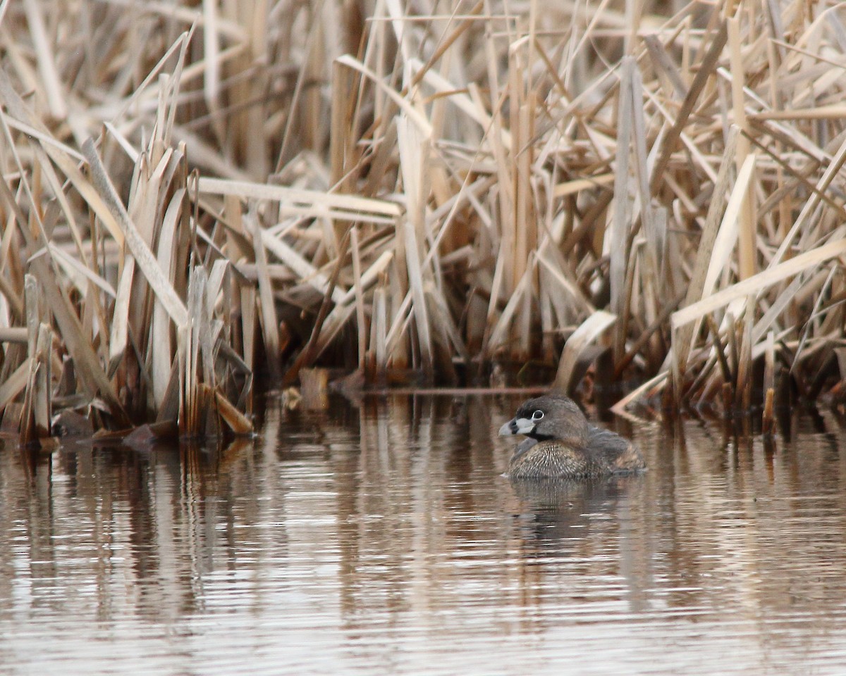 Pied-billed Grebe - ML617758682