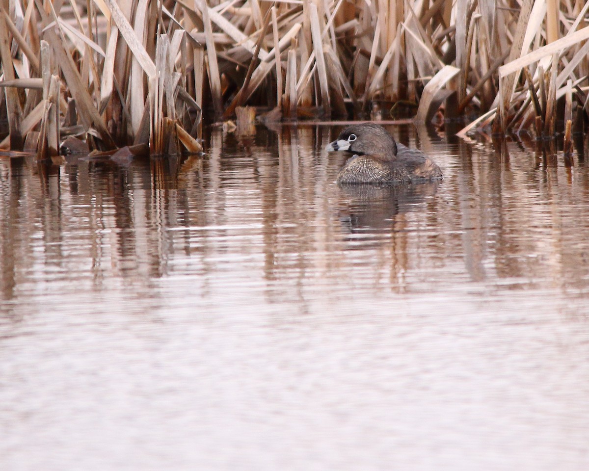 Pied-billed Grebe - ML617758683