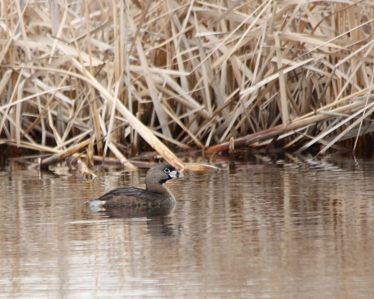 Pied-billed Grebe - ML617758684