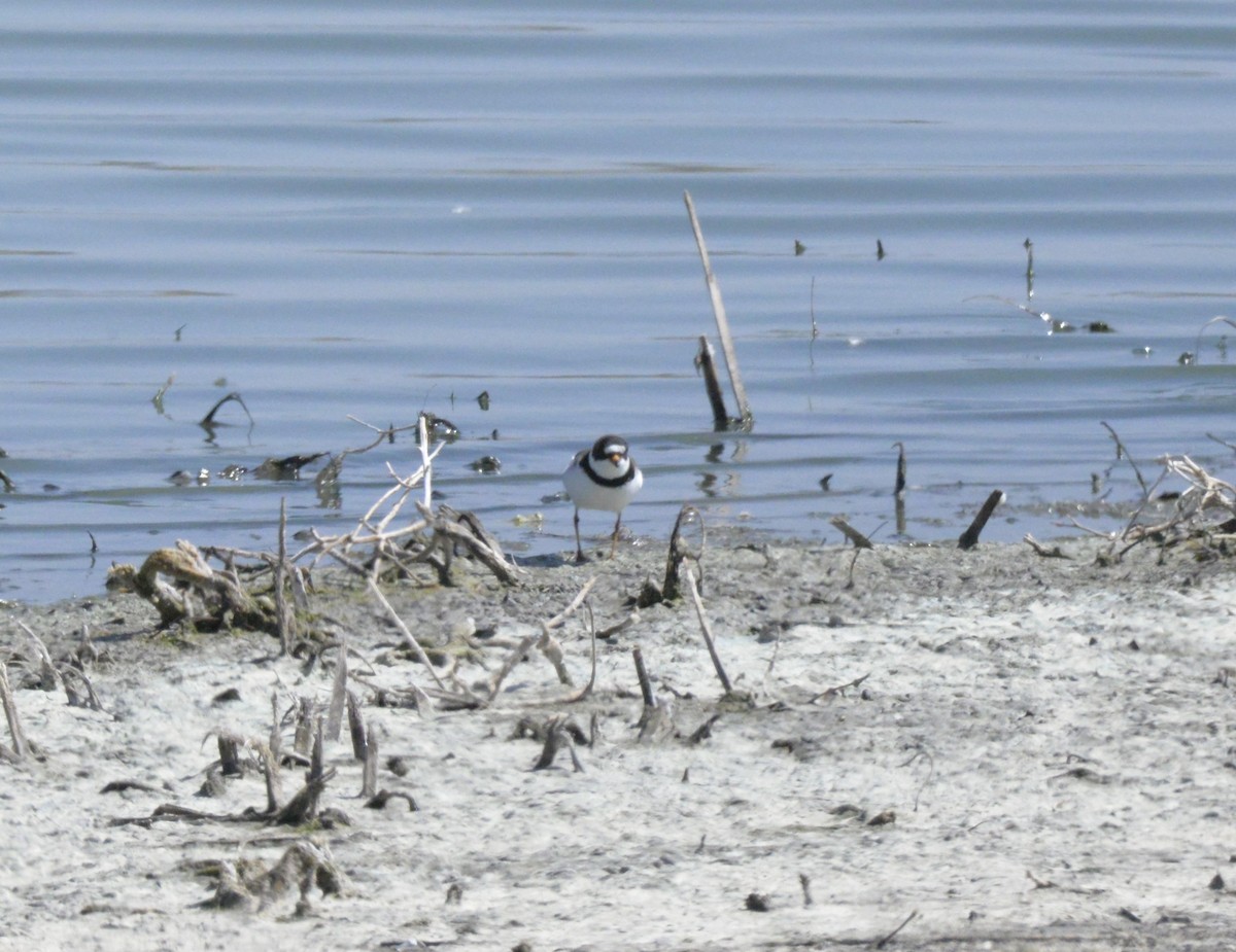 Semipalmated Plover - ML617758695