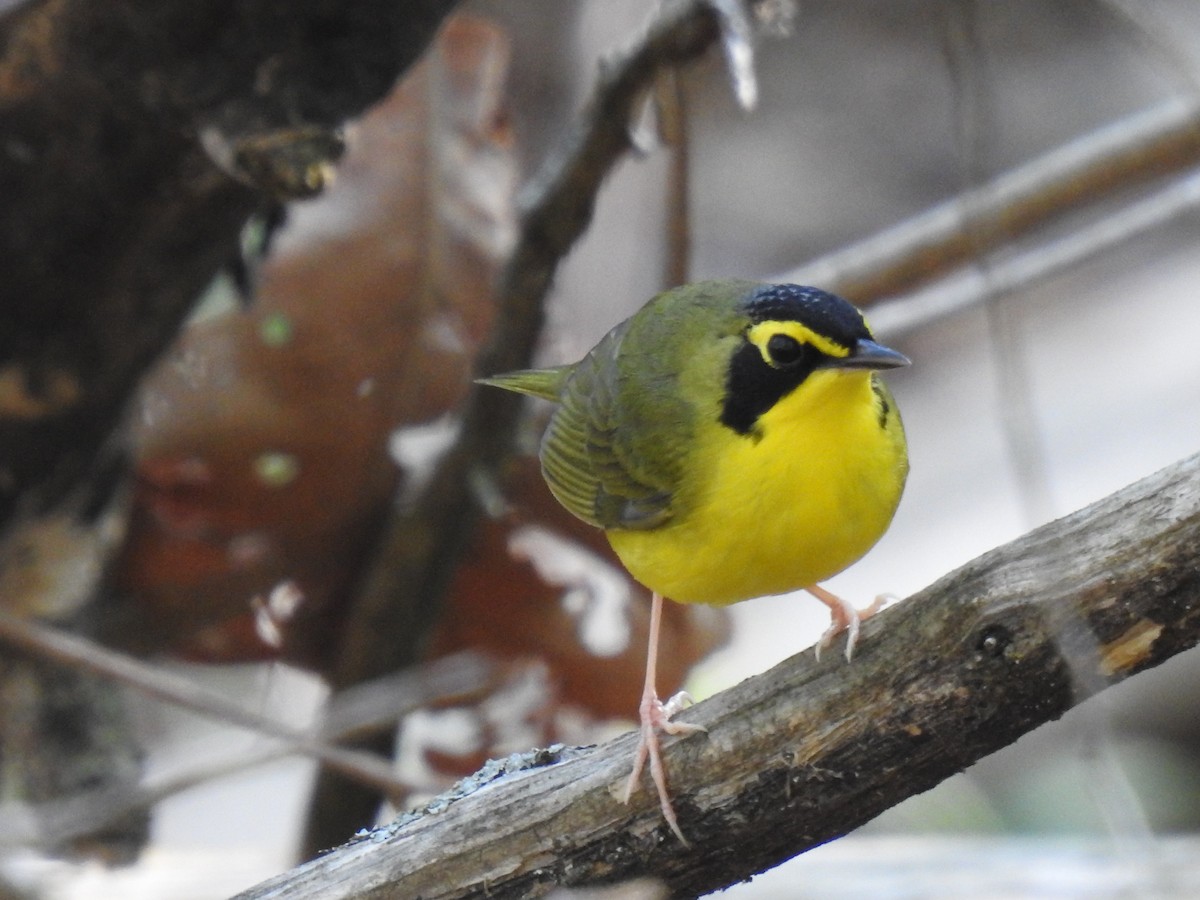 Kentucky Warbler - ML617758711