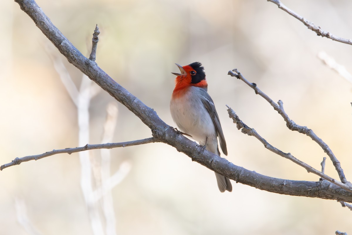 Red-faced Warbler - Dylan Osterhaus