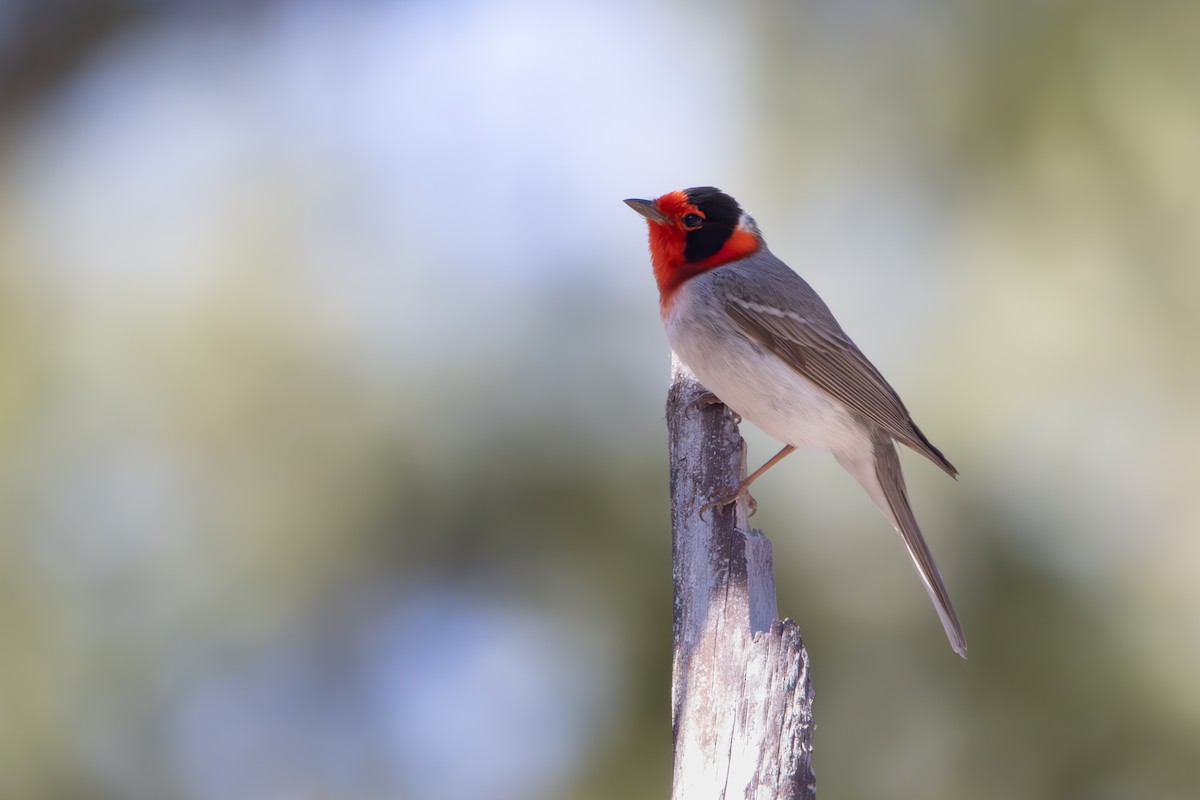 Paruline à face rouge - ML617758776