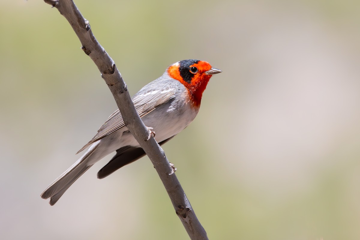 Red-faced Warbler - ML617758777