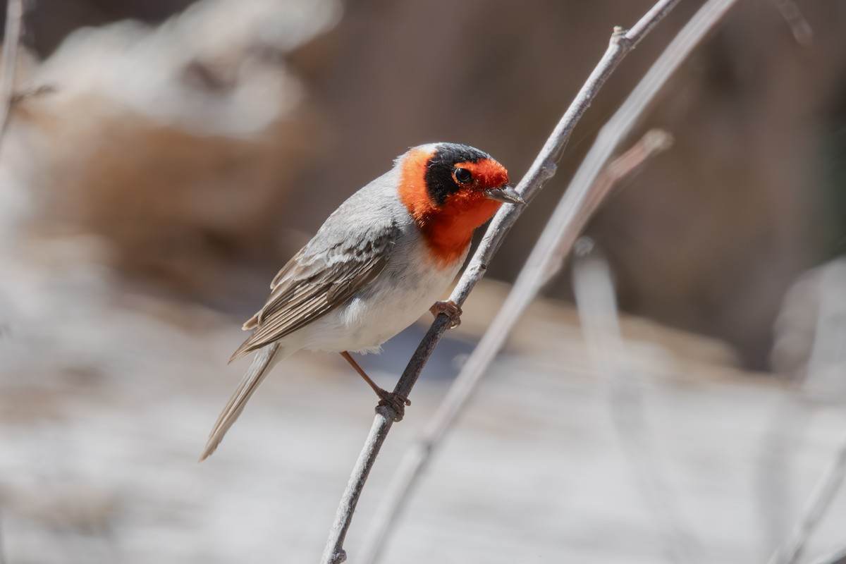 Red-faced Warbler - ML617758779