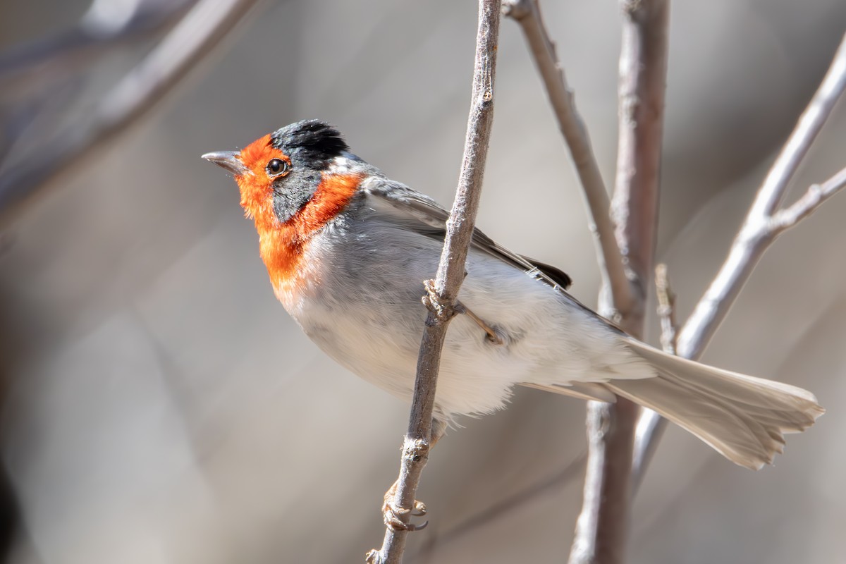 Red-faced Warbler - Dylan Osterhaus