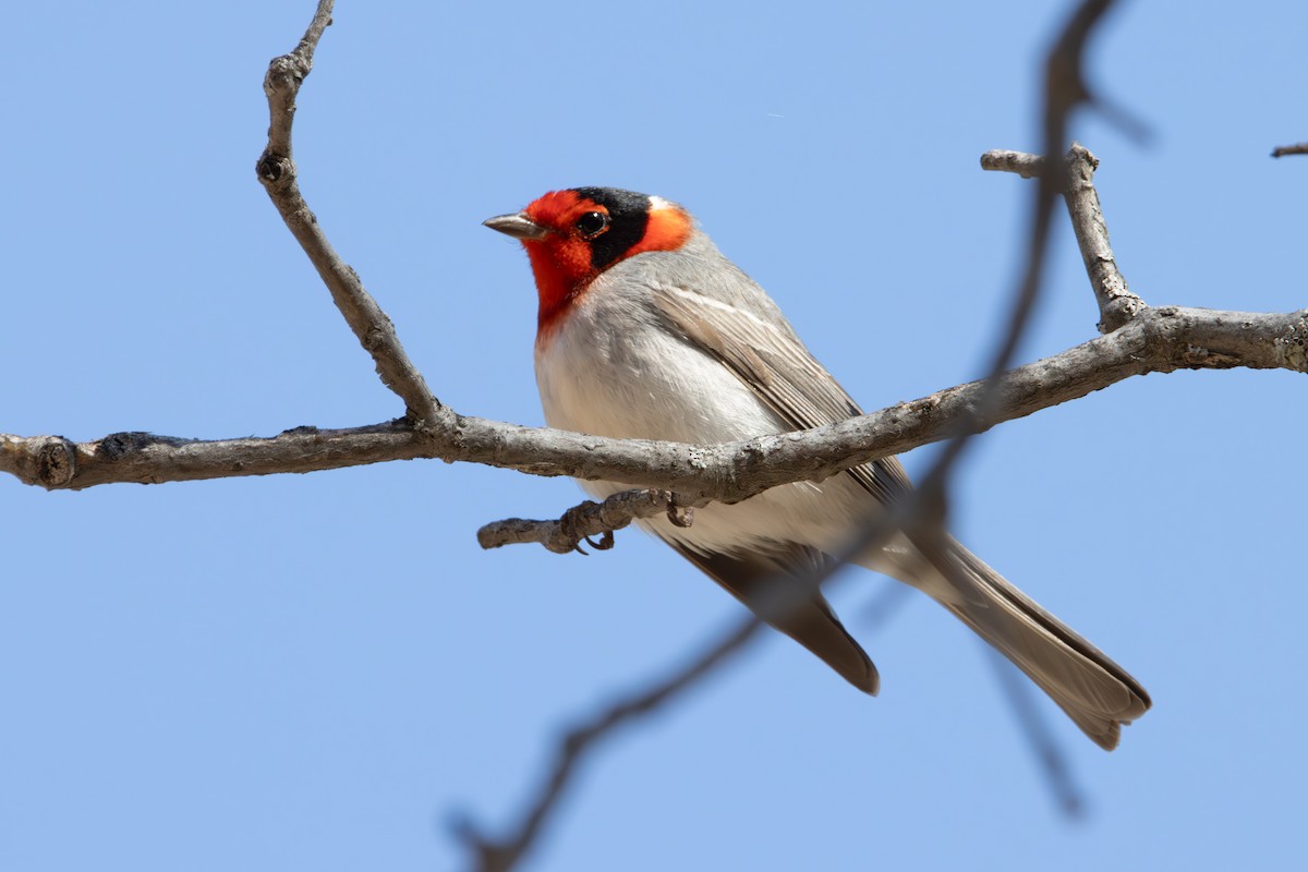 Red-faced Warbler - Dylan Osterhaus