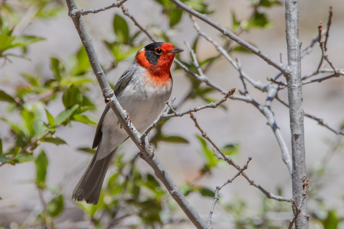 Red-faced Warbler - Dylan Osterhaus