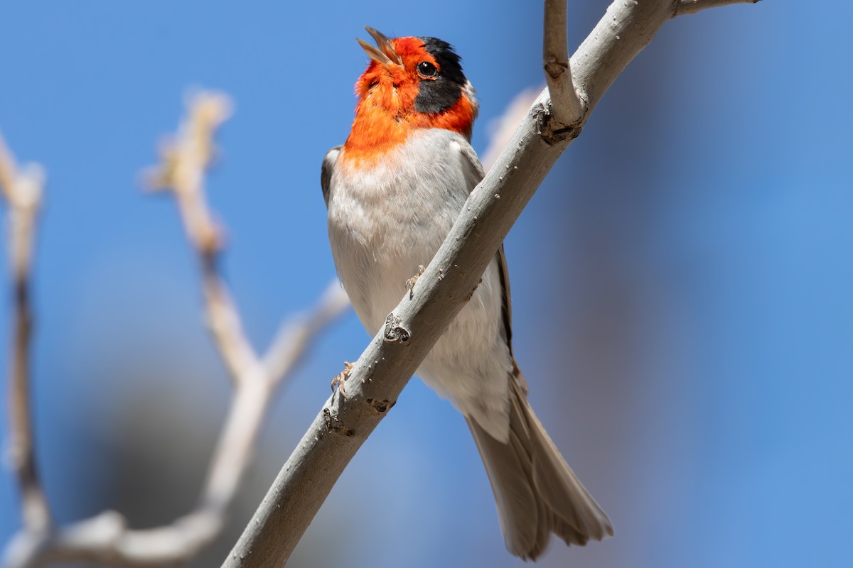 Red-faced Warbler - Dylan Osterhaus