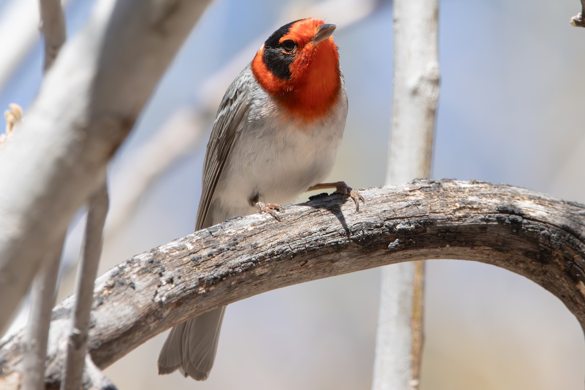 Red-faced Warbler - ML617758788