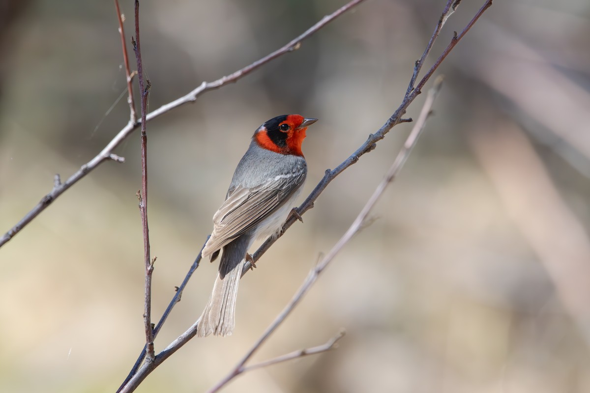 Red-faced Warbler - ML617758789