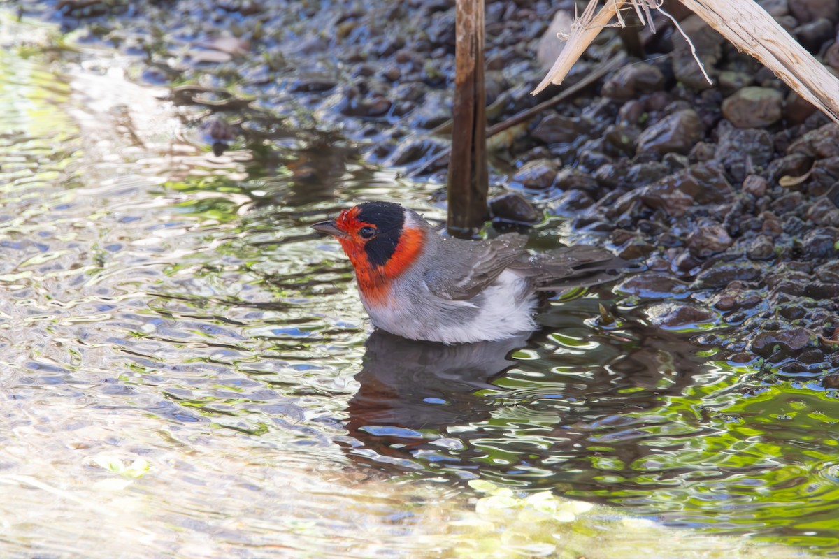 Red-faced Warbler - Dylan Osterhaus