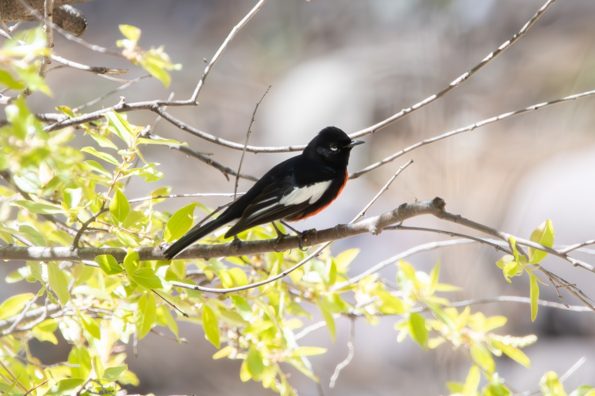 Painted Redstart - ML617758797