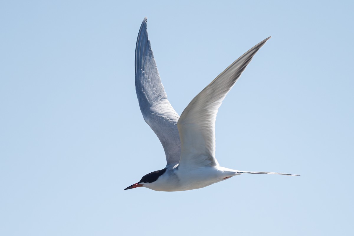 Forster's Tern - Mike Thompson