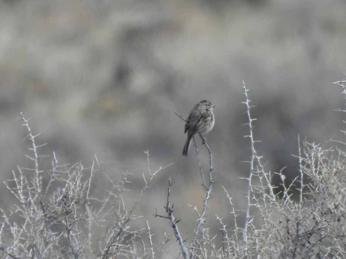 Brewer's Sparrow - Justin Streit