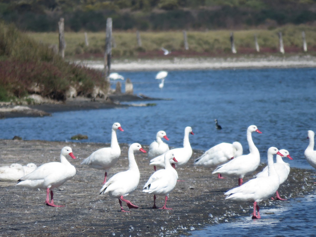 Coscoroba Swan - ML617758836