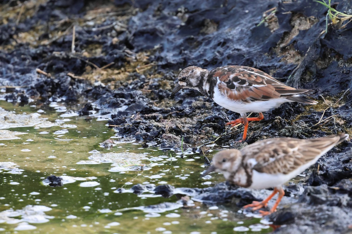 Ruddy Turnstone - ML617758839