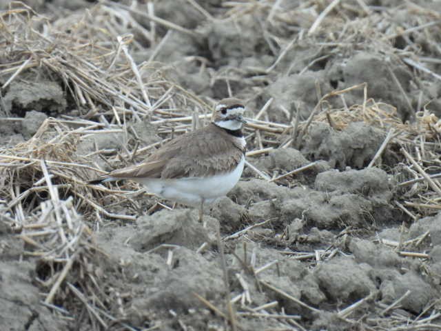 Killdeer - ML617758847