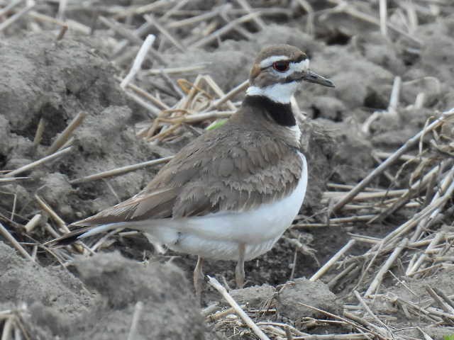 Killdeer - ML617758848