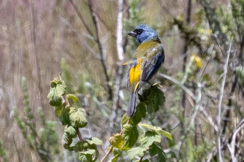 Blue-and-yellow Tanager - ML617758853