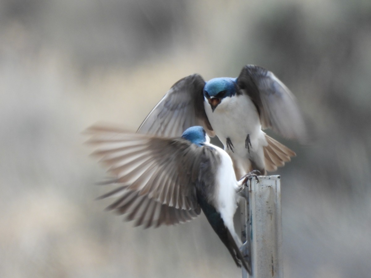 Tree Swallow - Justin Streit