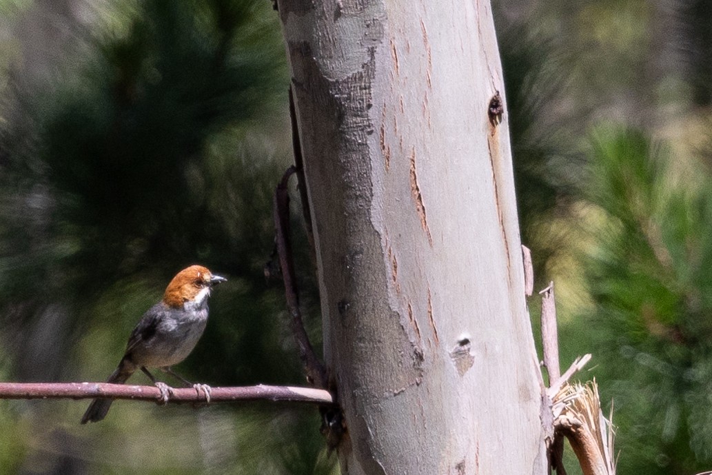 Rufous-eared Brushfinch - Beatrix Pond