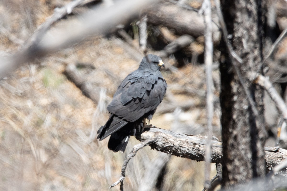 Rußbussard - ML617758864