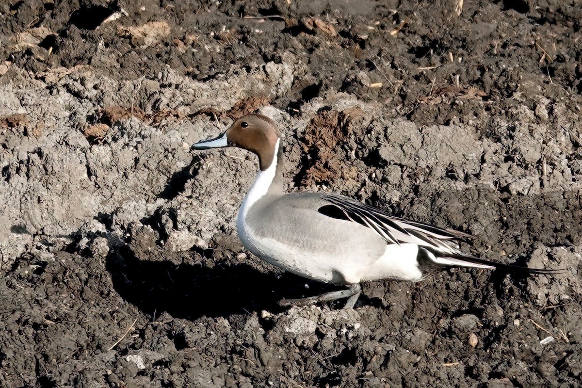 Northern Pintail - ML617758873