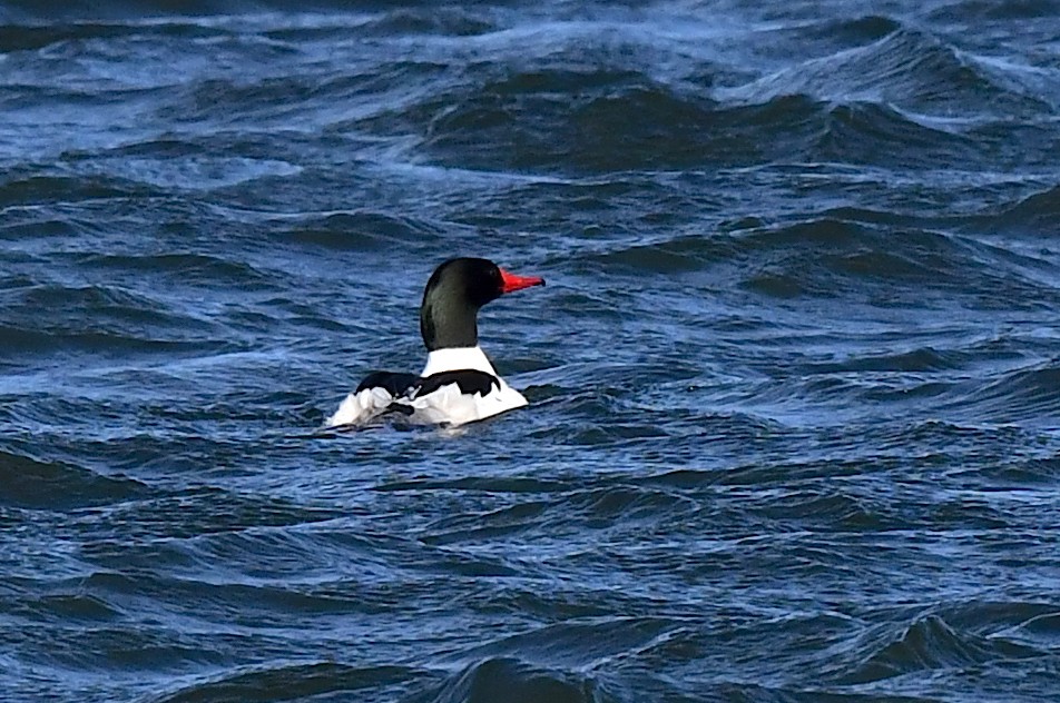 Common Merganser - ML617758874