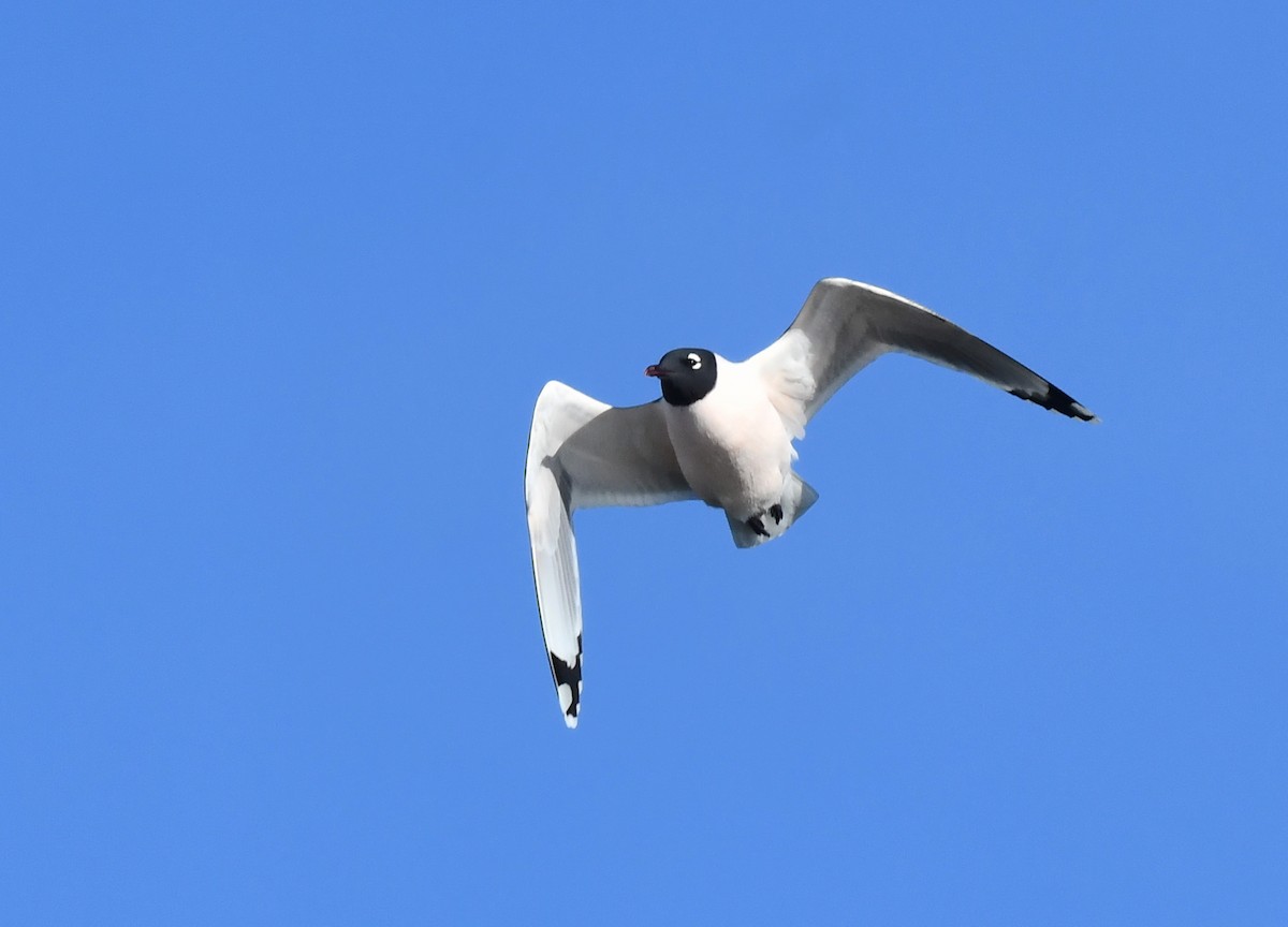 Franklin's Gull - ML617758892