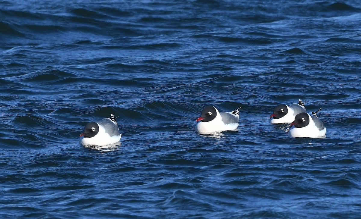 Franklin's Gull - ML617758917