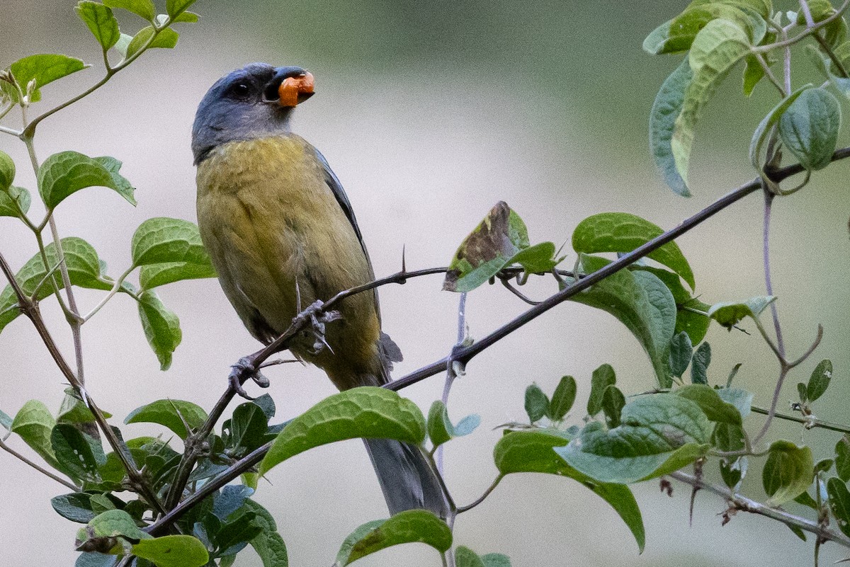 Blue-and-yellow Tanager - ML617758936