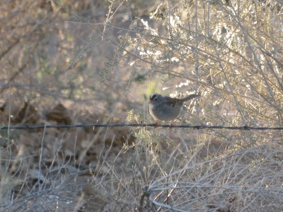 White-crowned Sparrow - ML617758959