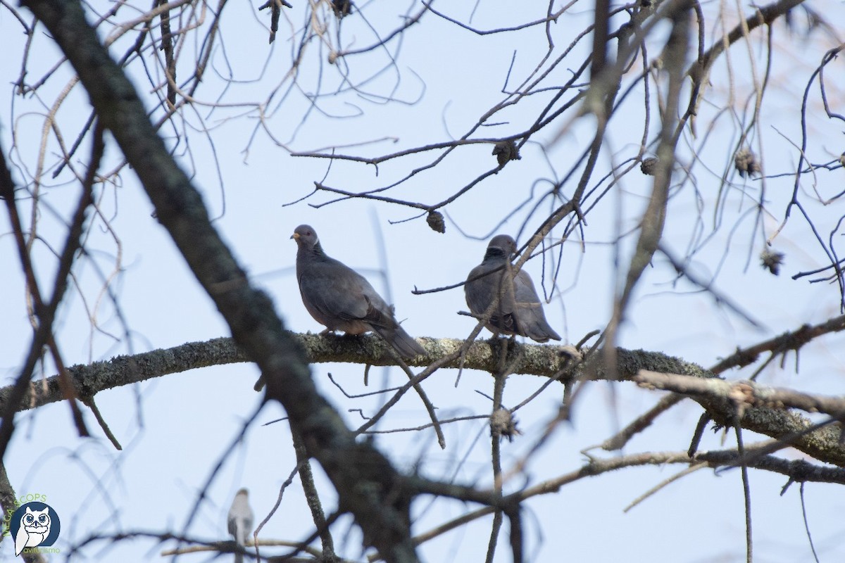 Band-tailed Pigeon - Alex Gomez