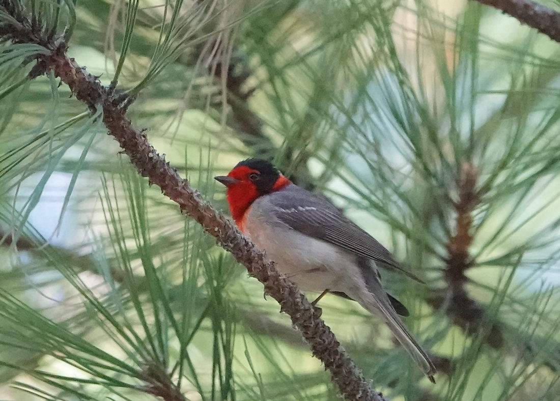 Red-faced Warbler - ML617758970