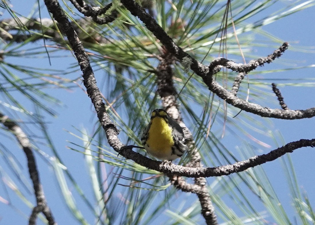 Grace's Warbler - Henry Detwiler