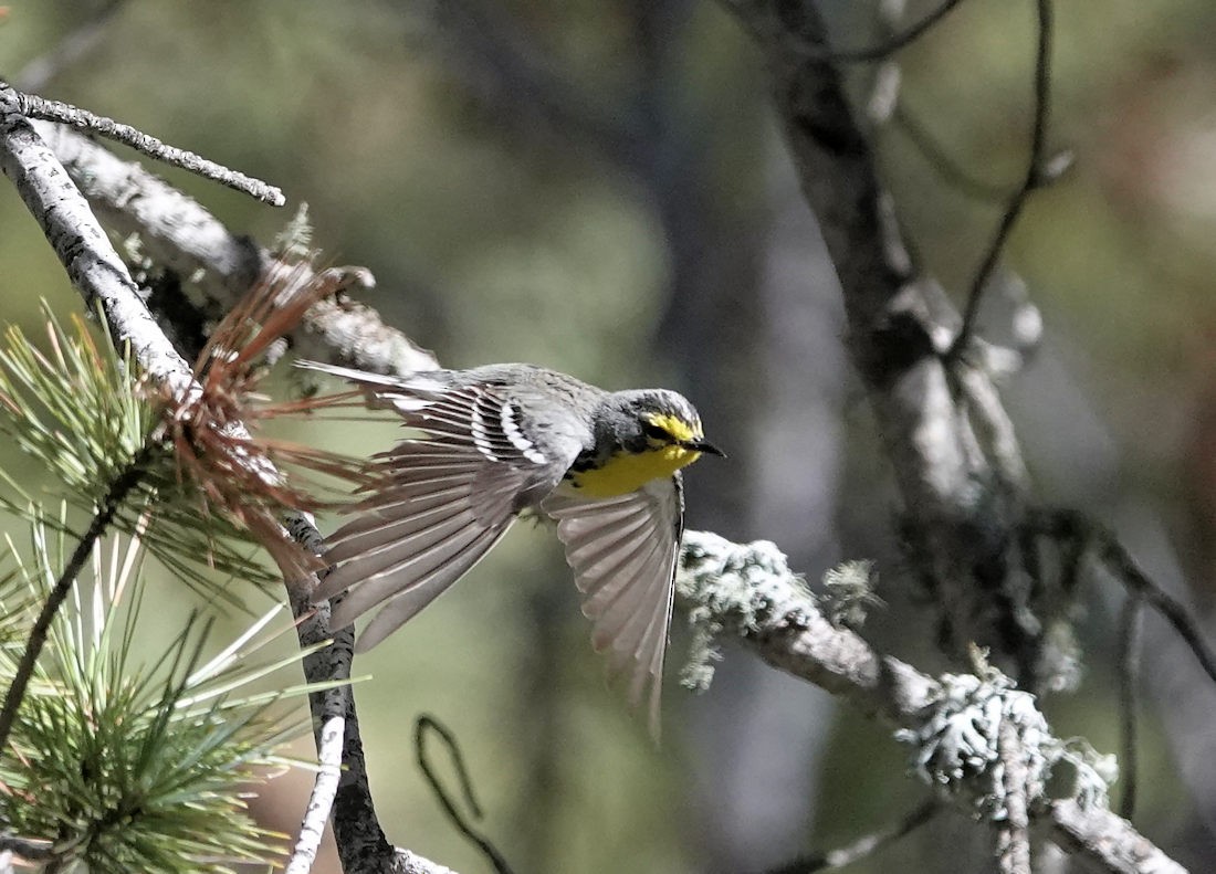 Grace's Warbler - ML617758979