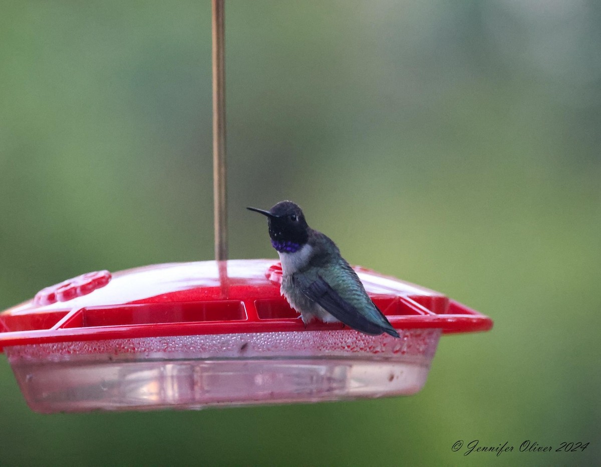 Black-chinned Hummingbird - ML617758997