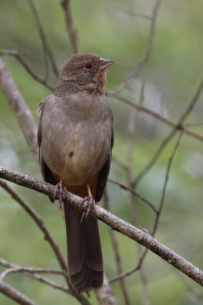 California Towhee - ML617759013