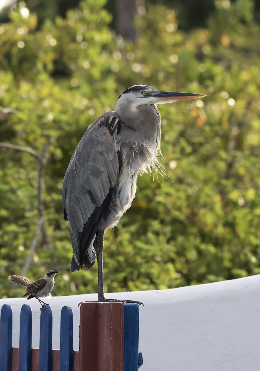 Great Blue Heron - ML617759067