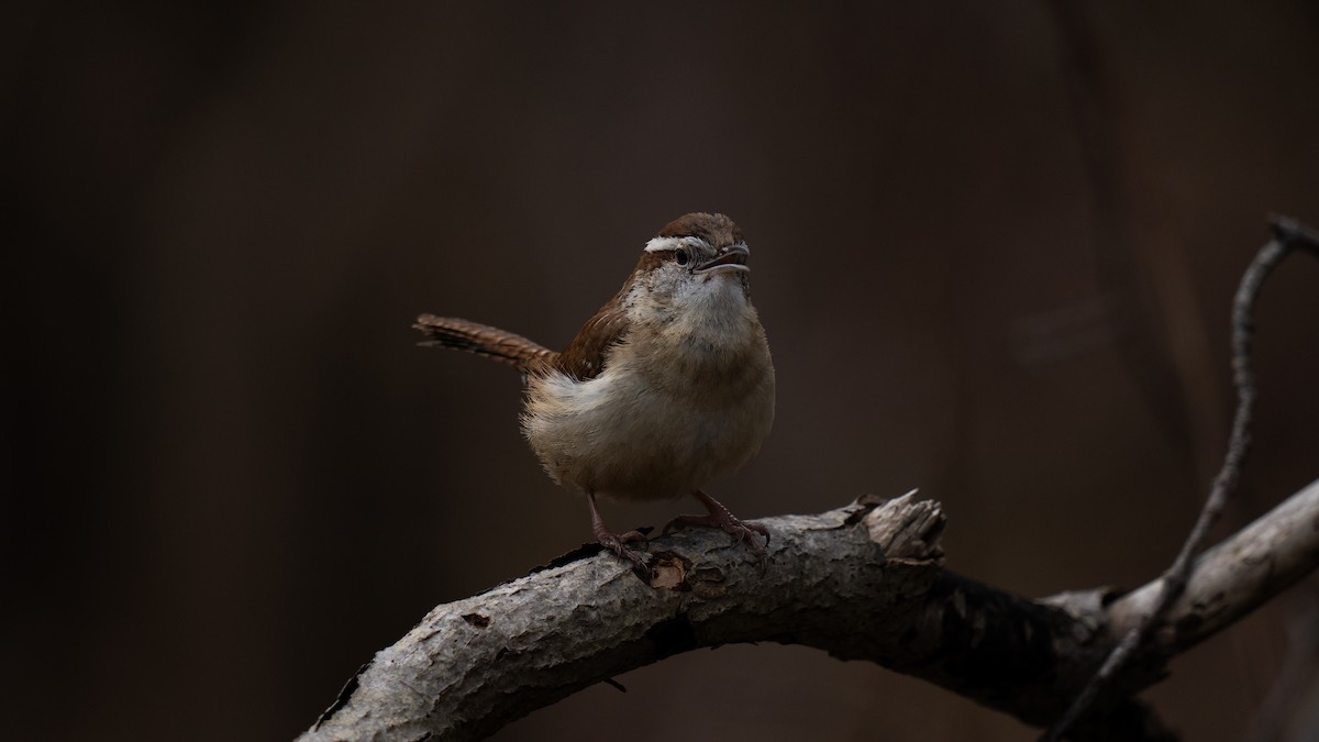 Carolina Wren - ML617759095