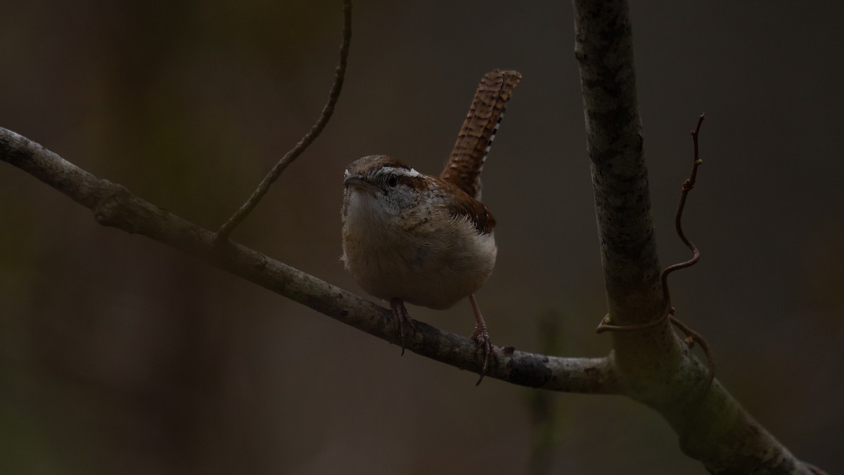 Carolina Wren - ML617759097