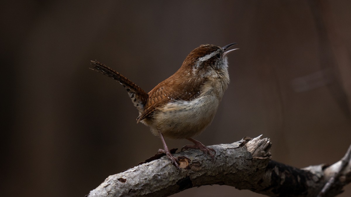 Carolina Wren - ML617759099