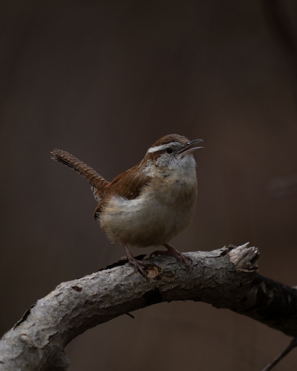 Carolina Wren - ML617759103