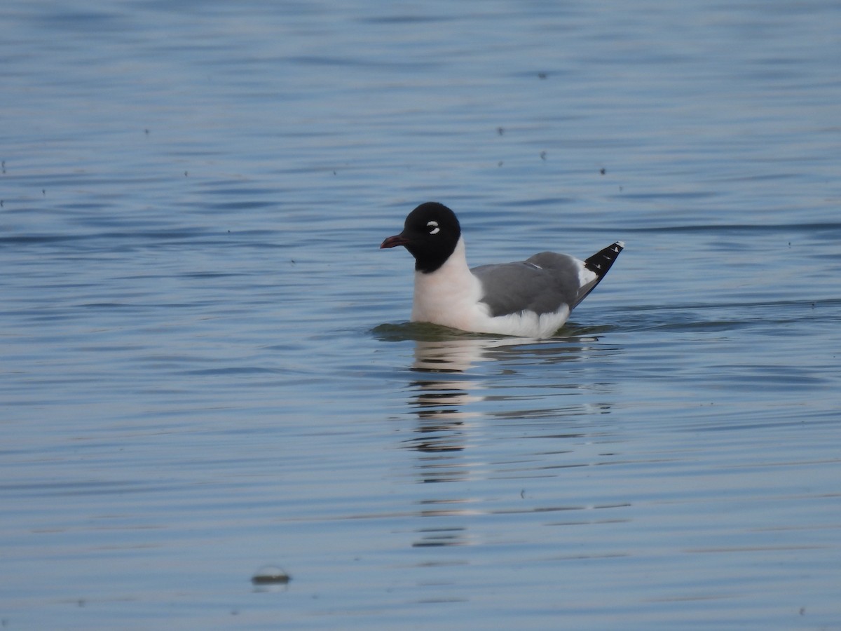 Franklin's Gull - Justin Streit