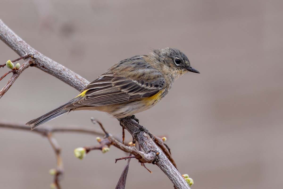 Yellow-rumped Warbler - ML617759109