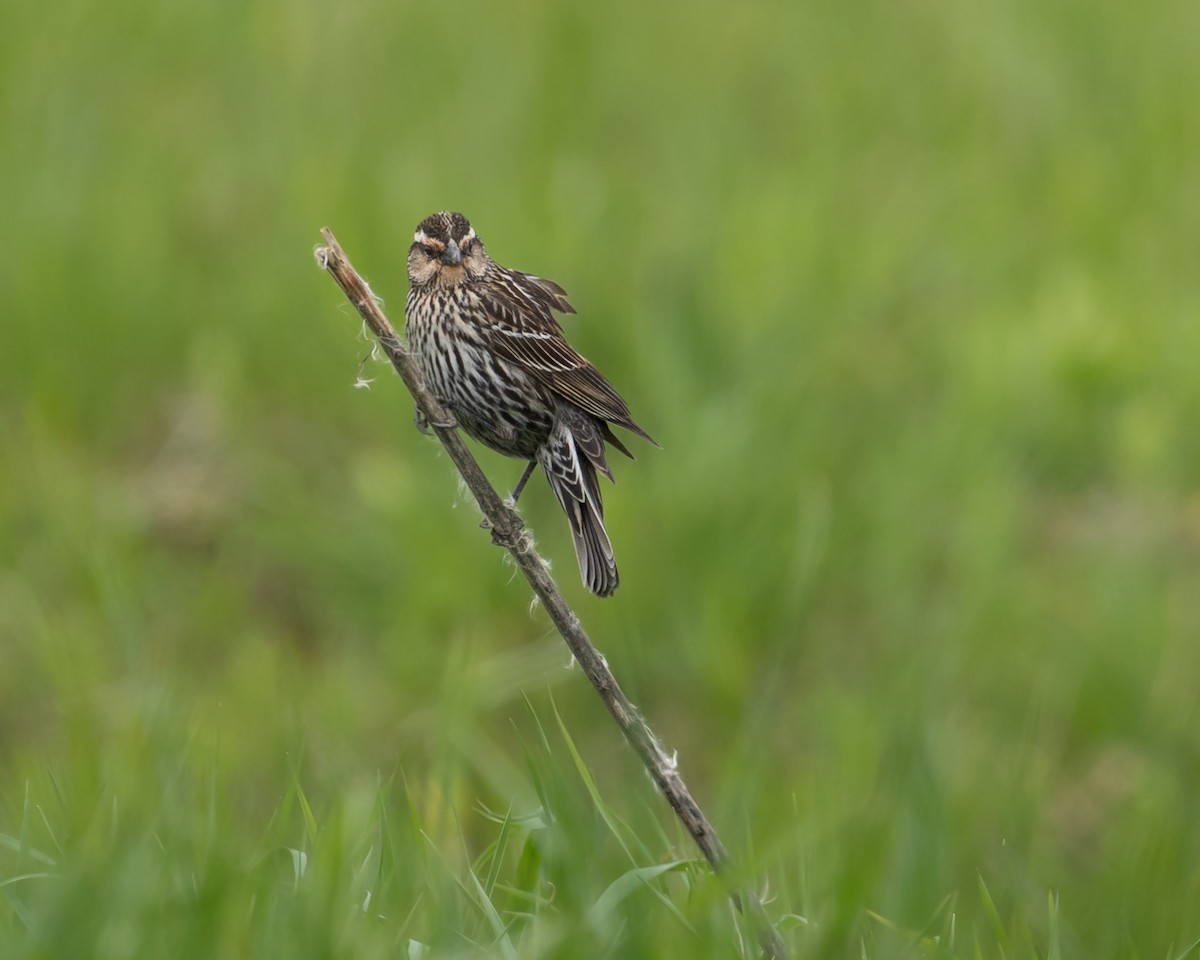 Red-winged Blackbird - ML617759125